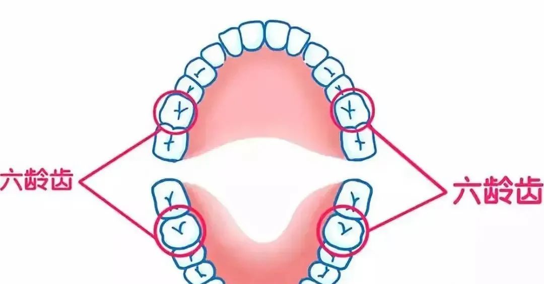 什么是“六龄齿” ——石家庄白求恩医学院
