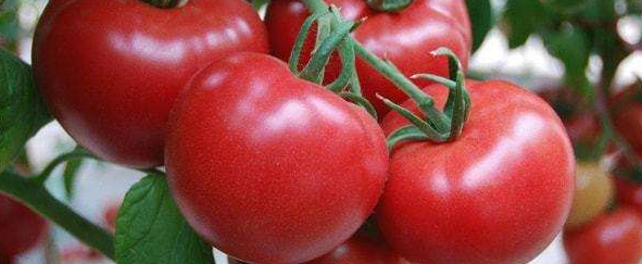 吃含番茄红素的食物——石家庄白求恩医学院